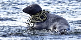 Seal caught up in rope highlights litter issue