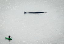 Minke whales at Port Soderick