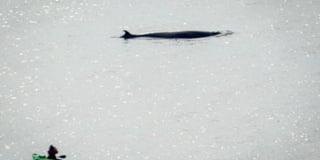 Minke whales at Port Soderick