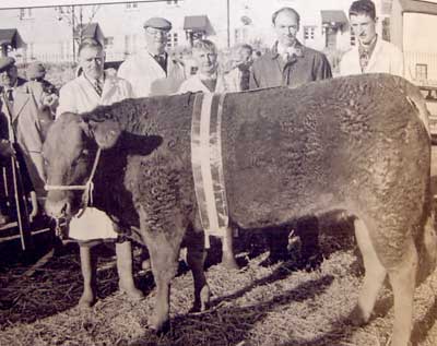 The millennium show saw David Goss (left) take the show championship with this two-year-old Limousin cross South Devon heifer.