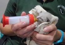 Kittens abandoned at service station