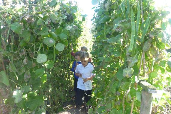 HARVESTING: Pupils picking beans at Stickwick Farm.