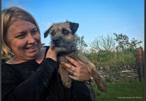 Pup rescued from quarry