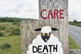 Heavy toll being paid by moorland livestock