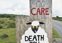 Heavy toll being paid by moorland livestock