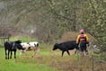 River rescue for stranded cows