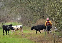 River rescue for stranded cows