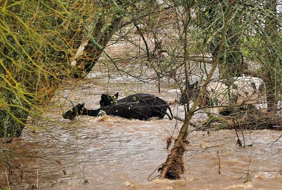 Taking the plunge -the rattle of a food bucket sees three of the cows vacating their temporary island home © MDA/StevePope