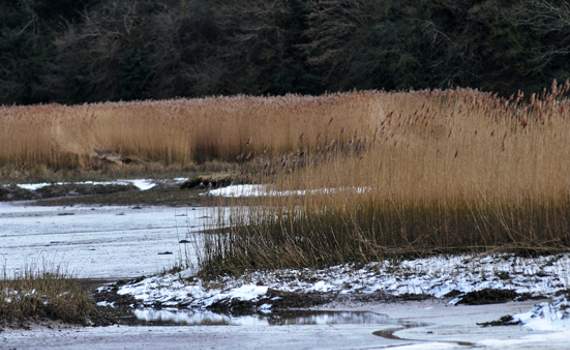 Ice on the reed beds on the upper reaches of the River Teign