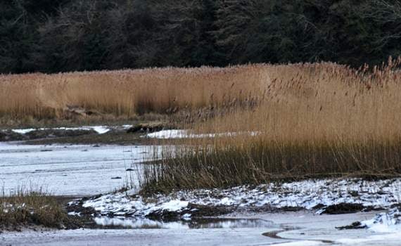 Ice on the reed beds on the upper reaches of the River Teign