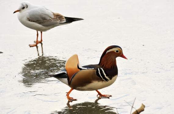 Treading gingerly at Stover Country Park