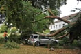 Vehicles damaged by fallen tree in Forde Park