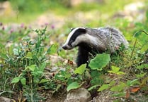 Labour win No Cull vote for Council-owned land