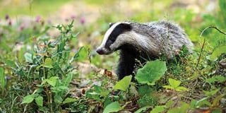 Labour win No Cull vote for Council-owned land