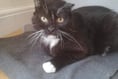 Can you give Aster a home?