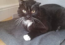 Can you give Aster a home?