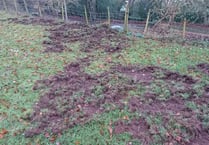 A real boar for Kymin residents
