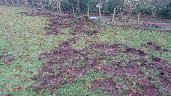 A real boar for Kymin residents