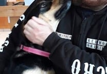 A new home in Mathern for rescued Cyprus street dog
