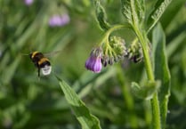 Monmouth Bee Festival will go ahead