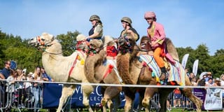 Bumper day at Usk Show as camels take centre stage