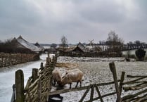 Rare breed sheep at Butser Ancient Farm welcome spring in a blizzard
