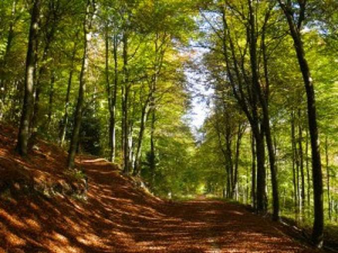 <p>Tim Speller has managed Queen Elizabeth Country Park for 30 years.</p>