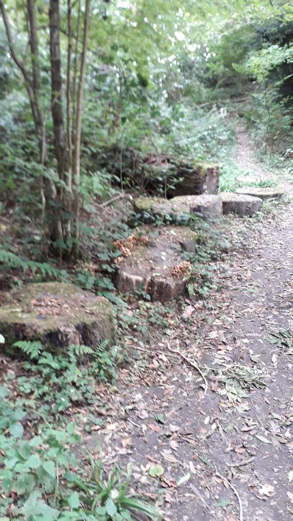 Woodland stumps resemble fairy stools from Brian Frouds drawings
