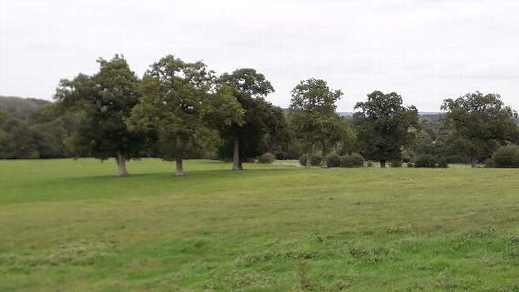 A tree divided field on Mabbots walk