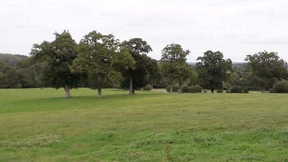 A tree divided field on Mabbots walk
