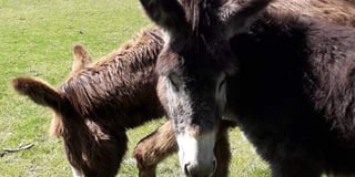 Country walk from Petersfield -- with donkeys