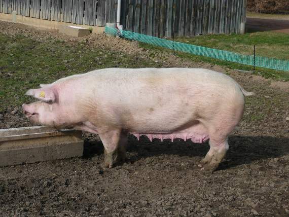 A Landrace sow like the one pictured caused a 'domestic' in the van