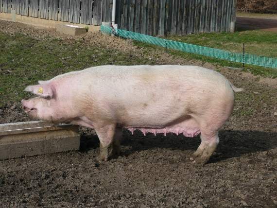 A Landrace sow like the one pictured caused a 'domestic' in the van