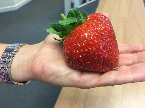 Could This Be The Biggest Strawberry Ever Grown In Herefordshire Rossgazette Com