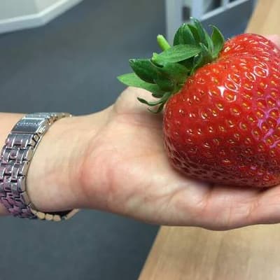 Could This Be The Biggest Strawberry Ever Grown In Herefordshire Rossgazette Com Could This Be The Biggest Strawberry Ever Grown In Herefordshire Rossgazette Com