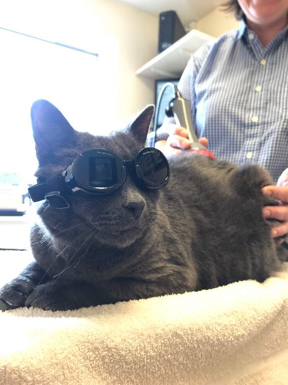 Smokey at his laser treatment