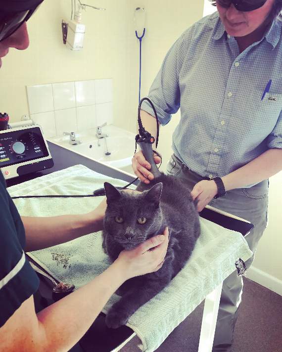 Smokey enjoying the treatment