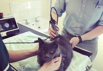 Therapeutic laser treatment for your pets