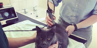 Therapeutic laser treatment for your pets