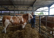 Pedigree herd successfully sold at Ross Cattle Market