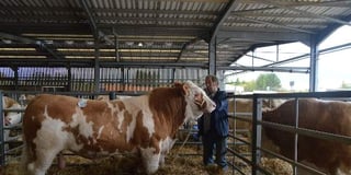Pedigree herd successfully sold at Ross Cattle Market