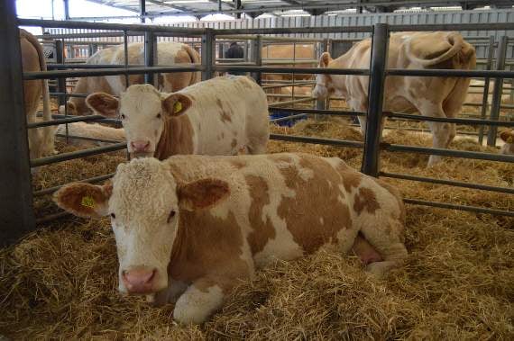 Simmentals