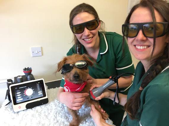 Members of the veterinary team at Chaseview treating a dog with the laser.