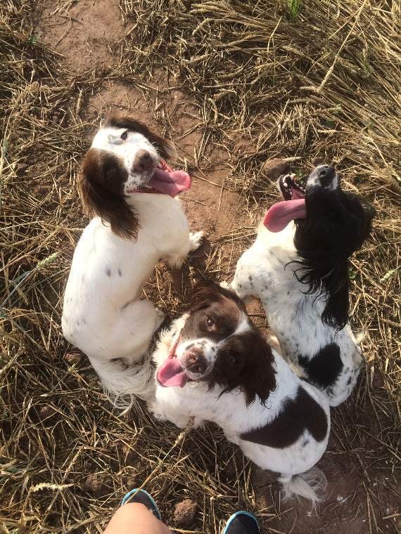 Some of the dogs who have benefitted from the new treatments available at Chaseview.