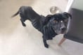 Forest resident guilty of animal cruelty