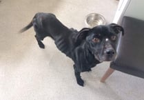 Forest resident guilty of animal cruelty