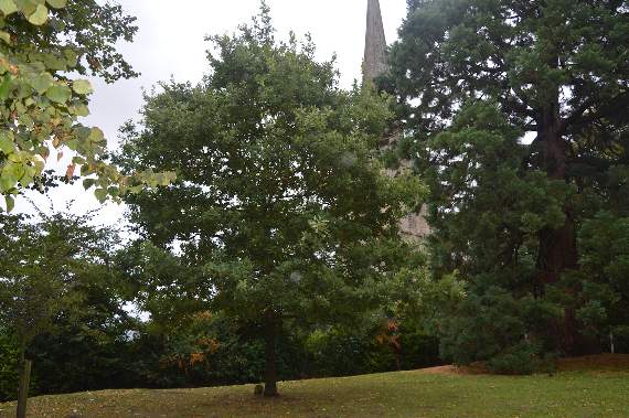 The tree now, October 2018.