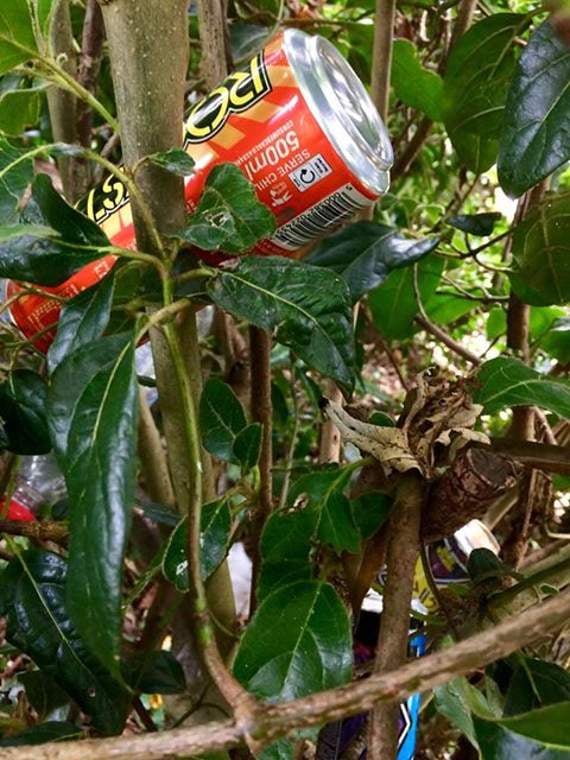 A bush full of cans, at Ross Skatepark.