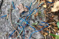 Tackling litter in Ross-on-Wye