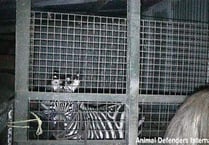 Charity calls on Herefordshire residents to avoid animal circus